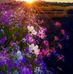 Erika Ormond - Facebook