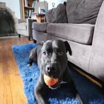 Erika Stevenson - @rescuingbriana - Instagram