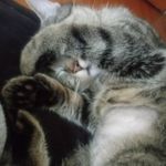Erika Tabor - @mycatsrme2 - Instagram