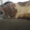 🐱 - @erika.testaa_ - TikTok