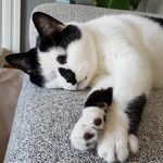 Erika Thayer - @gobi.the.cow.cat - Instagram
