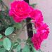 Aurica Tuchel - Facebook