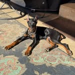 Erika Wells - @miss_zena_the_doberman - Instagram