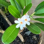 Erika Whiteman - @eawrn - Instagram