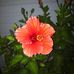 Erin Allan - Facebook