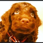 Erin Benjamin - @darcytinybenjaminspoodle - Instagram