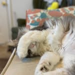 Erin Bernard - @_serenity_meow - Instagram
