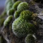 Erin Boldt - @covered_in_or_resembling_moss - Instagram