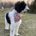 Erin Bonham - @giggles_and_tulips - Instagram