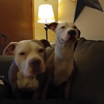 Andrew Dice Clay and Bella Bo Baggins - @erinandboris - Instagram