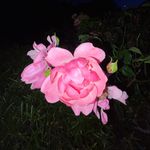 Erin Bowers - @erin__bowers - Instagram