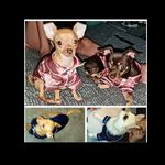 Erin Britton - @minnie_shorty_axel_pixie - Instagram