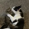 erin.buckingham97 - @erin.buckingham97 - TikTok