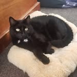 Erin Burden - @gothcat75 - Instagram