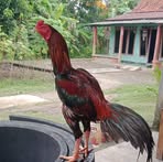 Erwin Srf - Facebook
