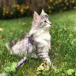 Erin Chaplin - @floki_the_skogkatt - Instagram