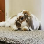 Erin Chard - @munchie_caramel - Instagram