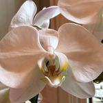 Erin Corbett - @e.lee_orchids - Instagram