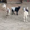 Erin Crabtree - @beardenfarms - TikTok