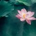 Erin Dang - Facebook