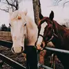 🐴💗{equestrian!}🐴💗 - @dimond.erin_equestrian - TikTok