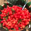 Happy food - @erineenloe78 - TikTok