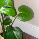 Erin Farmer - @erin.rae_interior.design - Instagram