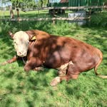 Biofleisch vom Hereford Rind - @ackerliebe_organichereford - Instagram