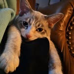 Erin Boxell Hull - @aprettykitty84 - Instagram