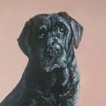 Erin Irwin - @petportraits_byerinirwin - Instagram