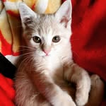 Erin Ferguson-Scicluna - @erinkays - Instagram