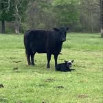 Erin Blocker-Langdon - @thelangdonfarm - Instagram