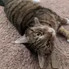 erinlinton593 - @the_geordie_pigs - TikTok