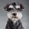 zariharat - @eerin.pecor - TikTok