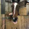 Erin - @erinandpolly - TikTok