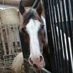 Erin Prout - @erinp.equine - Instagram