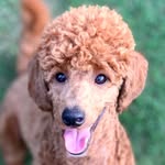 Erin Rayner - @assistance_dog_apollo - Instagram