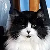 Erin C 🐾🐈🐱🐾 - @erincrowell0 - TikTok