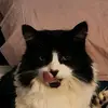 Erin C 🐱🐈🐾🐾 - @erin.crowell1 - TikTok