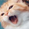 🌸𝐄𝐫𝐢𝐧🌸 - @erinmansell - TikTok