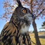 Erin Sisson - @wings_of_wonder_ok - Instagram