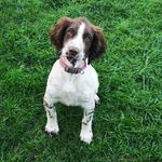 Erin Springer - @erinspringerspaniel - Instagram