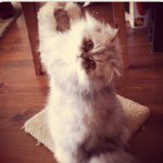 Erin Atkins Stacey - @_crazy4cats - Instagram