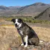 Josie_the_D.O.G. - @sunvalleyerin - TikTok