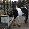 Erin Waugh - @equestrian_1_ - TikTok