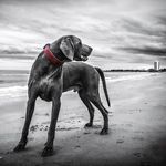 Erin Westfall - @puppyofficialinsta - Instagram