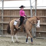 erin westfall - @ewestfallequine - Instagram