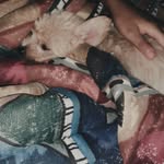 Erin womble - @erin_dogs20 - Instagram