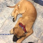 Erin Zimmer - @cash_the_mastiff - Instagram