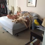 Erma Bean - @ermabeanthedog - Instagram